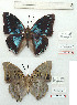  (Charaxes schoutedani - BC-EV1140)  @11 [ ] Unspecified (default): All Rights Reserved  Unspecified Unspecified