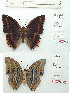  (Charaxes fuscus - BC-EV1143)  @11 [ ] Unspecified (default): All Rights Reserved  Unspecified Unspecified