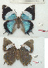  (Charaxes matakal - BC-EV1145)  @11 [ ] Unspecified (default): All Rights Reserved  Unspecified Unspecified