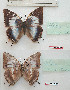  (Charaxes ethalion nyassana - BC-EV1165)  @11 [ ] Unspecified (default): All Rights Reserved  Unspecified Unspecified