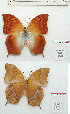  (Charaxes torbeni - BC-EV1207)  @11 [ ] Unspecified (default): All Rights Reserved  Unspecified Unspecified