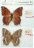  (Charaxes balfouri - BC-EV1215)  @11 [ ] Unspecified (default): All Rights Reserved  Unspecified Unspecified