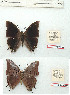  (Charaxes alpinus - BC-EV1234)  @11 [ ] Unspecified (default): All Rights Reserved  Unspecified Unspecified