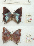  (Charaxes manica f. pseudophaeus - BC-EV1236)  @11 [ ] Unspecified (default): All Rights Reserved  Unspecified Unspecified