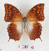  (Charaxes bertrami - BC-EV1282)  @11 [ ] Unspecified (default): All Rights Reserved  Unspecified Unspecified