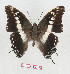  (Charaxes achaemenes - BC-EV1285)  @15 [ ] Unspecified (default): All Rights Reserved  Unspecified Unspecified