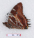  (Charaxes lequeuxi - BC-EV1292)  @11 [ ] Unspecified (default): All Rights Reserved  Unspecified Unspecified