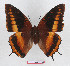  (Charaxes eudoxus lequeuxi - BC-EV1294)  @14 [ ] Unspecified (default): All Rights Reserved  Unspecified Unspecified