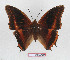  (Charaxes eudoxus raffaellae - BC-EV1299)  @11 [ ] Unspecified (default): All Rights Reserved  Unspecified Unspecified