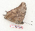  (Charaxes aubyni australis - BC-EV1314)  @12 [ ] Unspecified (default): All Rights Reserved  Unspecified Unspecified