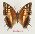  (Charaxes boueti rectans - BC-EV1326)  @14 [ ] Unspecified (default): All Rights Reserved  Unspecified Unspecified