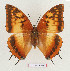  (Charaxes lasti - BC-EV1327)  @14 [ ] Unspecified (default): All Rights Reserved  Unspecified Unspecified