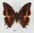  (Charaxes musakensis - BC-EV1341)  @14 [ ] Unspecified (default): All Rights Reserved  Unspecified Unspecified