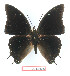  (Charaxes plantroui - BC-EV1342)  @13 [ ] Unspecified (default): All Rights Reserved  Unspecified Unspecified