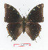  (Charaxes fionae - BC-EV1375)  @15 [ ] Unspecified (default): All Rights Reserved  Unspecified Unspecified