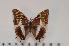  (Charaxes tessieri - BC-Turl -0014)  @14 [ ] Unspecified (default): All Rights Reserved  Unspecified Unspecified