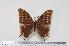  (Charaxes galleyanus - BC-Turl -0017)  @14 [ ] Unspecified (default): All Rights Reserved  Unspecified Unspecified