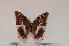  (Charaxes gallleyanus white form - BC-Turl -0018)  @13 [ ] Unspecified (default): All Rights Reserved  Unspecified Unspecified