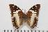  (Charaxes cedreatis f.inexpectata - BC-Turl -0046)  @14 [ ] Unspecified (default): All Rights Reserved  Unspecified Unspecified