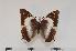  (Charaxes ethalion nyasicus f.giselae - BC-Turl -0056)  @14 [ ] Unspecified (default): All Rights Reserved  Unspecified Unspecified