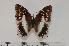  (Charaxes catochrous - BC-Turl -0071)  @14 [ ] Unspecified (default): All Rights Reserved  Unspecified Unspecified