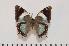  (Charaxes subrubidus f.atribasis - BC-Turl -0084)  @14 [ ] Unspecified (default): All Rights Reserved  Unspecified Unspecified