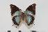  (Charaxes chintechi f.pseudophaeus - BC-Turl -0095)  @13 [ ] Unspecified (default): All Rights Reserved  Unspecified Unspecified