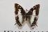  (Charaxes contrarius f.contrarius - BC-Turl -0155)  @14 [ ] Unspecified (default): All Rights Reserved  Unspecified Unspecified