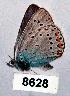  (Polyommatus amanda - CSG08628)  @13 [ ] Unspecified (default): All Rights Reserved  Unspecified Unspecified
