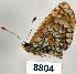  (Melitaea latonigena - CSG08804)  @14 [ ] Unspecified (default): All Rights Reserved  Unspecified Unspecified