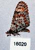  (Melitaea romanovi - CSG16020)  @13 [ ] Unspecified (default): All Rights Reserved  Unspecified Unspecified