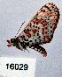  (Melitaea romanovi - CSG16029)  @13 [ ] Unspecified (default): All Rights Reserved  Unspecified Unspecified