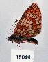  (Melitaea ambigua - CSG16046)  @12 [ ] Unspecified (default): All Rights Reserved  Unspecified Unspecified