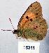  (Colias croacia - CSG16311)  @13 [ ] Unspecified (default): All Rights Reserved  Unspecified Unspecified