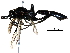  (Coelichneumon nigroindicum - BIOUG26171-A07)  @13 [ ] CreativeCommons - Attribution (2017) CBG Photography Group Centre for Biodiversity Genomics