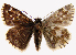  (Pyrgus andromedae - RVcoll.08-M730)  @15 [ ] Copyright (2010) Unspecified Institute of Evolutionary Biology