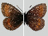  (Erebia sudetica - RVcoll.08-M789)  @13 [ ] Copyright (2010) Unspecified Institute of Evolutionary Biology