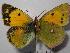  (Colias crocea - RV-07-E679)  @16 [ ] Copyright (2010) Unspecified Institute of Evolutionary Biology