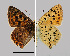  (Lycaena bleusei - RVcoll.09-V898)  @14 [ ] Unspecified (default): All Rights Reserved  Unspecified Unspecified