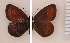  (Erebia gorgone - RVcoll.130209KL46)  @13 [ ] Unspecified (default): All Rights Reserved  Unspecified Unspecified