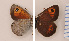  (Erebia rondoui - RVcoll.130209KL76)  @13 [ ] Unspecified (default): All Rights Reserved  Unspecified Unspecified