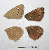  (Polyommatus violetae - RVcoll.09-V913)  @11 [ ] Unspecified (default): All Rights Reserved  Unspecified Unspecified