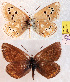  (Polyommatus golgus - RVcoll.09-V421)  @12 [ ] Unspecified (default): All Rights Reserved  Unspecified Unspecified