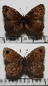  (Erebia lefebvrei - RVcoll.08-R200)  @12 [ ] Copyright (2013) Roger Vila Institute of Evolutionary Biology