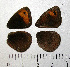  (Erebia zapateri - RVcoll.08-L244.1)  @11 [ ] Copyright (2012) Roger Vila Institute of Evolutionary Biology