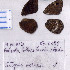  (Satyrus actaea - RVcoll.07-C088)  @11 [ ] Copyright (2010) Unspecified Institute of Evolutionary Biology