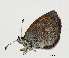  (Erebia hispania - Rvcoll.09-X192)  @12 [ ] Unspecified (default): All Rights Reserved  Unspecified Unspecified