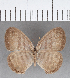  (Euptychia juanjoi - CFC11341)  @11 [ ] Copyright (2018) Christer Fahraeus Center For Collection-Based Research