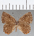  (Euselasia sp. CF237 - CFC11752)  @11 [ ] Copyright (2019) Christer Fahraeus Center For Collection-Based Research