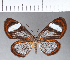  (Ithomeis aurantiaca lauronia - CFC11807)  @11 [ ] Copyright (2018) Christer Fahraeus Center For Collection-Based Research